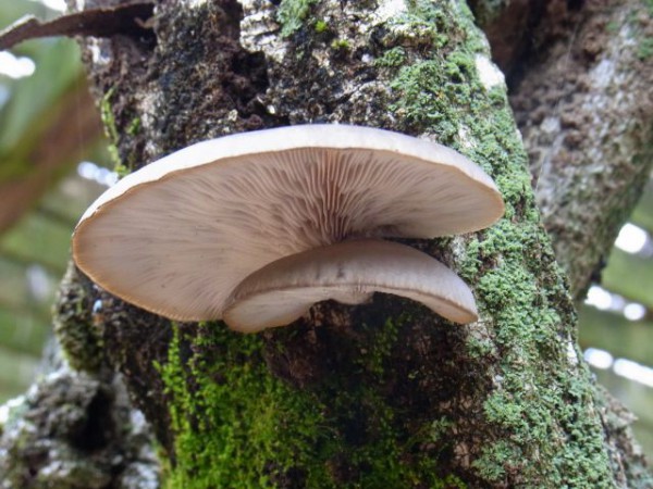 ヒラタケ – ひろしま遊学の森 広島県緑化センター・広島県立広島緑化植物公園