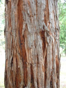 センペルセコイア樹皮