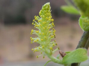シダレヤナギ ひろしま遊学の森 広島県緑化センター 広島県立広島緑化植物公園