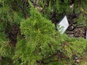 R0015562_512