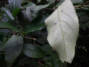 R0018539_640