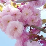 Ryokka Center Hiroshima