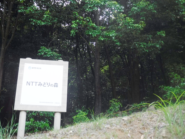 NTTみどりの森